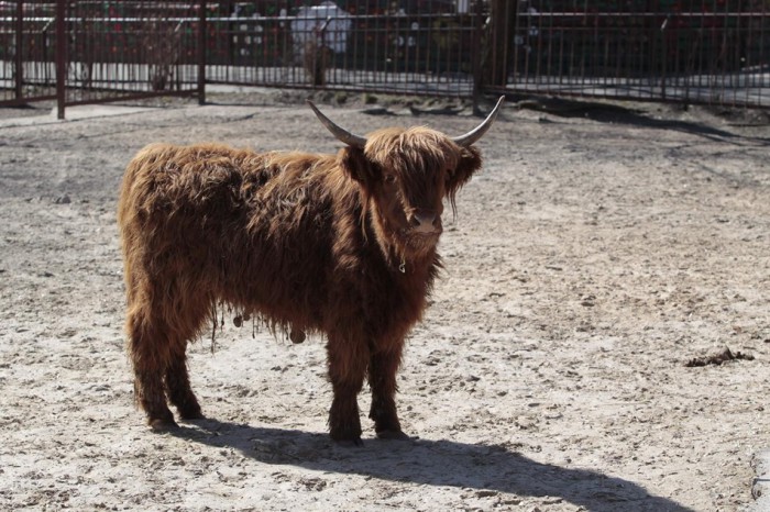 Киевский зоопарк получил в подарок шотландских высокогорных коров
