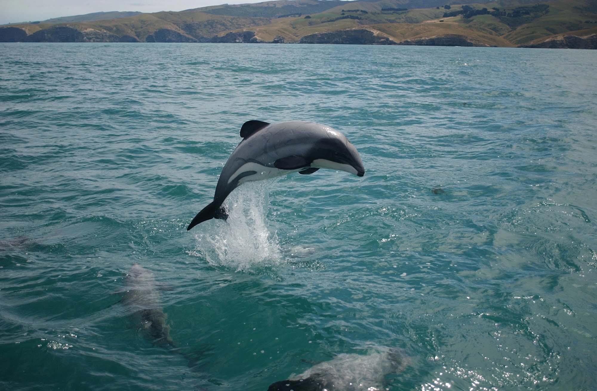 Бедствие в Новой Зеландии: редких дельфинов Мауи осталось менее 50