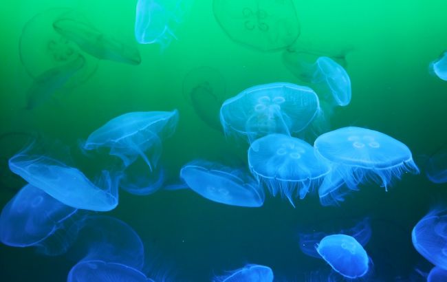 Азовское море под угрозой: медузы атаковали известный украинский курорт - кадры