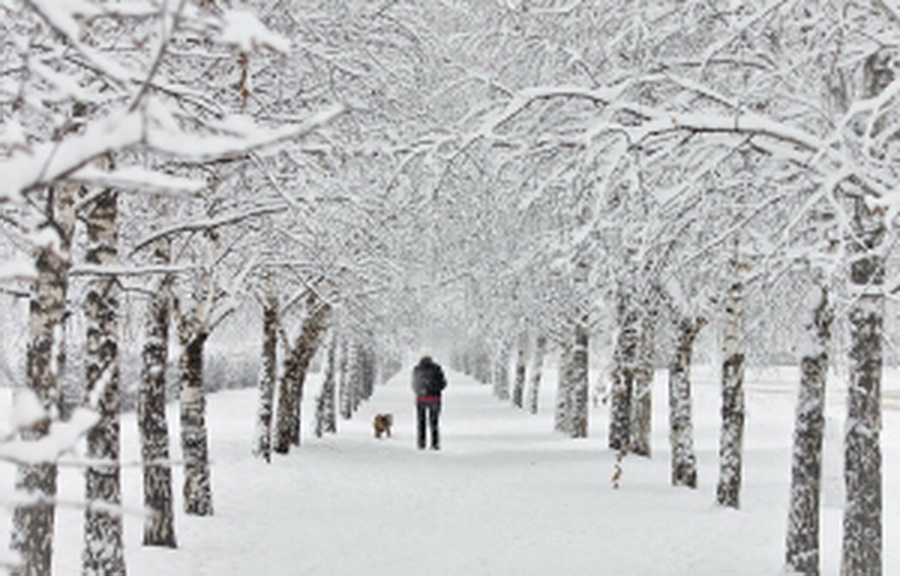 Украину начинает засыпать первым осенним снегом: в Сети обнародованы кадры из заснеженных городов