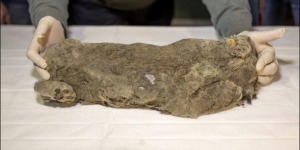 Сенсационное открытие археологов: в Якутии нашли останки древнего пещерного львенка, жившего на этих широтах 50 тысяч лет назад, – кадры