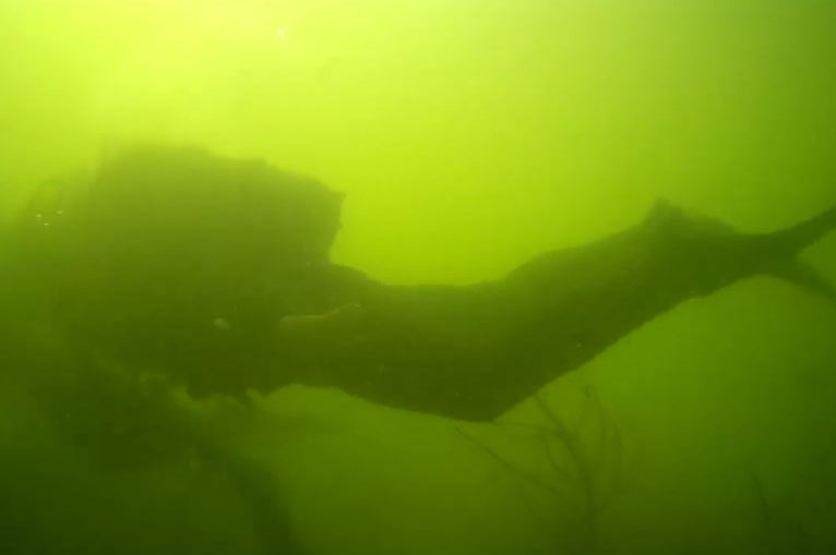 ​Агрессору не скрыться даже под водой: в Сети показали мощные кадры учений водолазов ООС