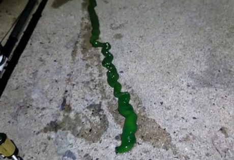 Видео огромного неизвестного червя серьезно испугало жителей Тайваня