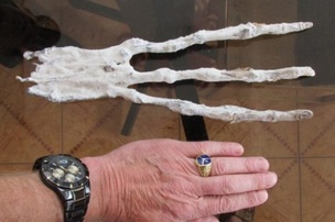 Археологи откопали руку пришельца: раскопки в перуанской пещере принесли неожиданную находку
