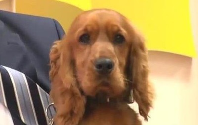 СМИ: на украинской таможне взяток не берут только собаки