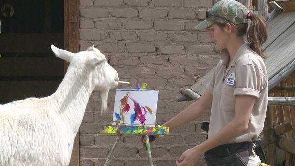 В США обычный козел рисует картины. Стоимость - 40 долларов