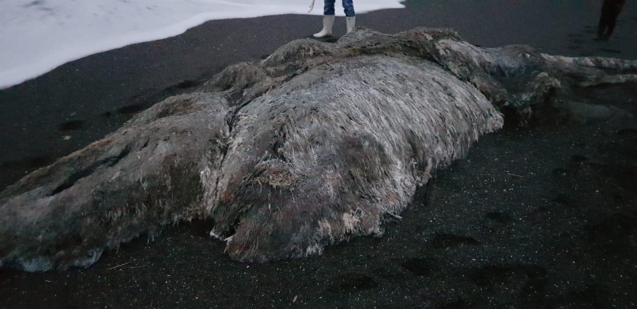 Шерстистый монстр: на Камчатке во время шторма на берег выбросило неизвестное существо – кадры
