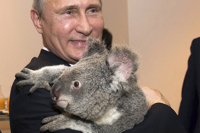 Посольство России в Австралии: Надеемся, коала, с которой обнимался Путин, жива