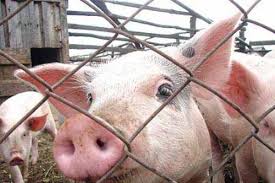"Путин, помилуй наших хрюшек, дай нам выжить": жители Крыма просят не вырезать поголовье свиней из-за африканской чумы