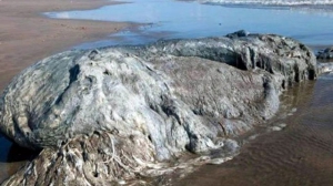 Ученых шокировало 4-метровое тело неизвестного морского чудища, обнаруженное в Мексике