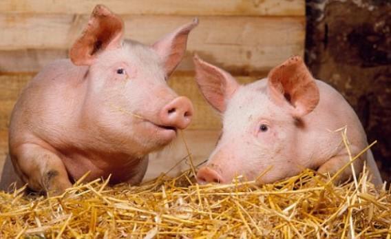 Россия временно запретила ввоз украинской свинины - Россельхознадзор 