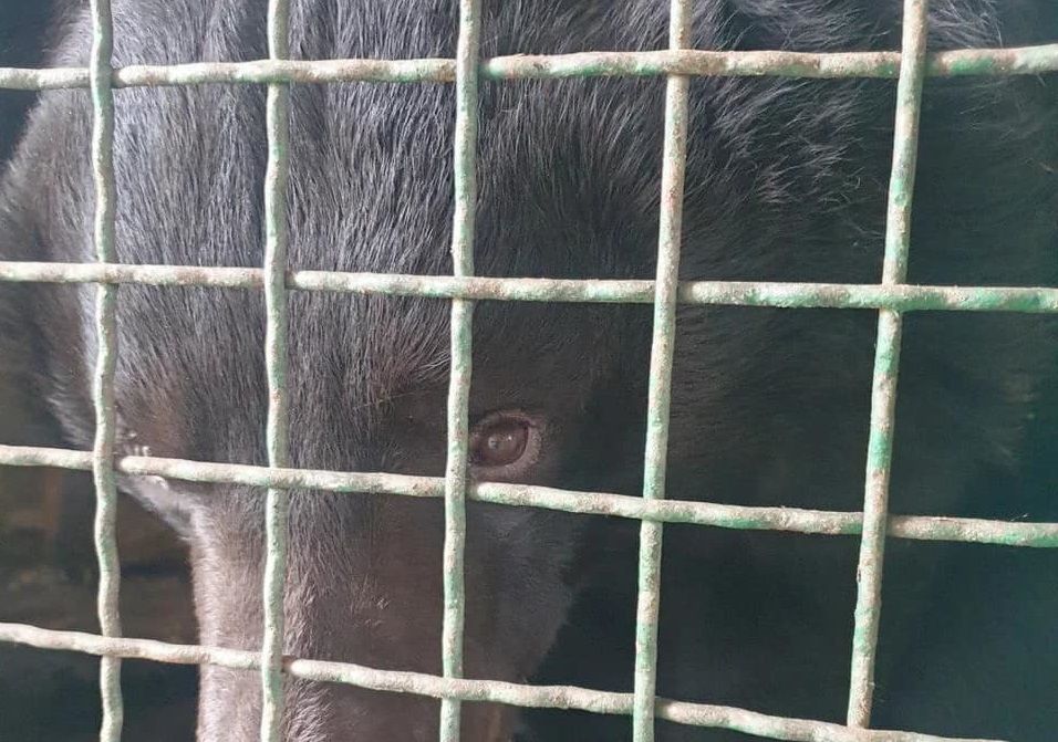 Украинские солдаты под Лиманом нашли контуженного медведя: что случилось со зверем