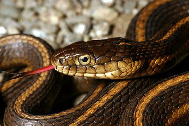 В Львовской области мужчина попал в реанимацию из-за укуса змеи