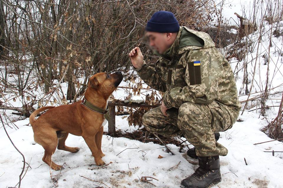 Терьер Макс помог украинским военнослужащим выявить диверсионно-разведывательную группу оккупантов в районе АТО
