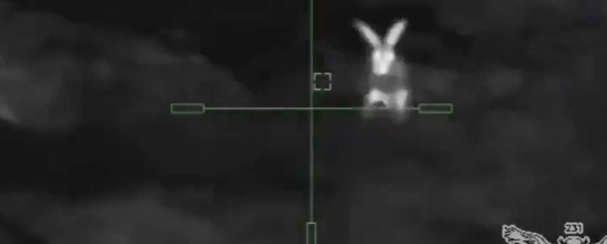 Украинский заяц отомстил оккупантам за украденного енота из Херсона: необычные кадры с передовой