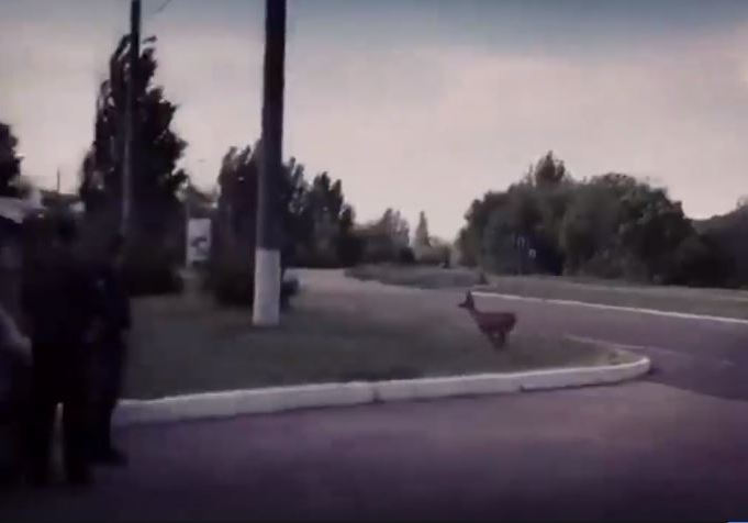 “Как в в Чернобыле”, - Сеть всколыхнуло видео с диким оленем в оккупированной Горловке