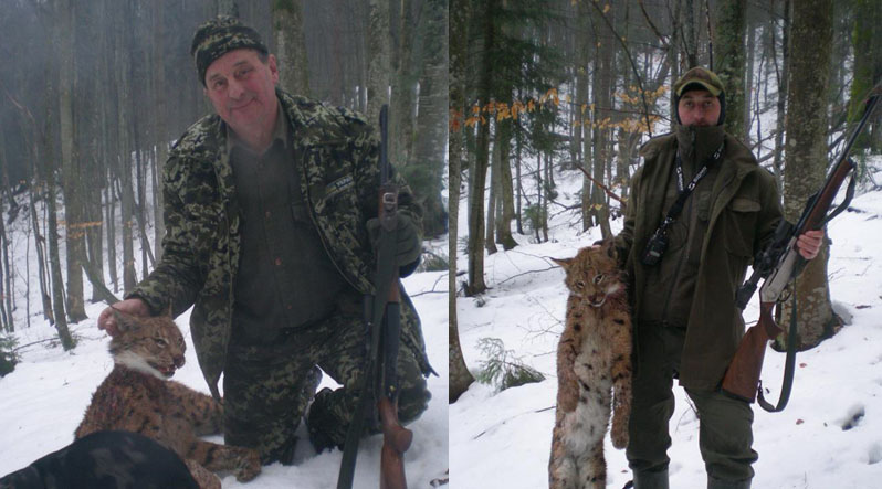 Депутат Ляшко поплатился за убийство краснокнижной рыси в Карпатах: стало известно, как отомстили политику 