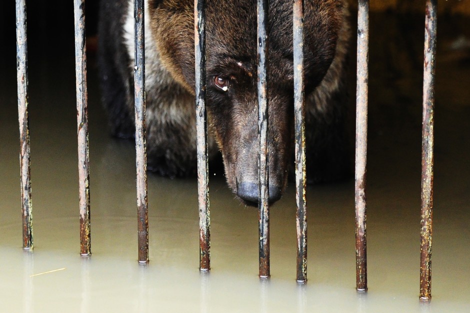 Потоп в России: десятки животных утонули в тесных клетках зоопарка