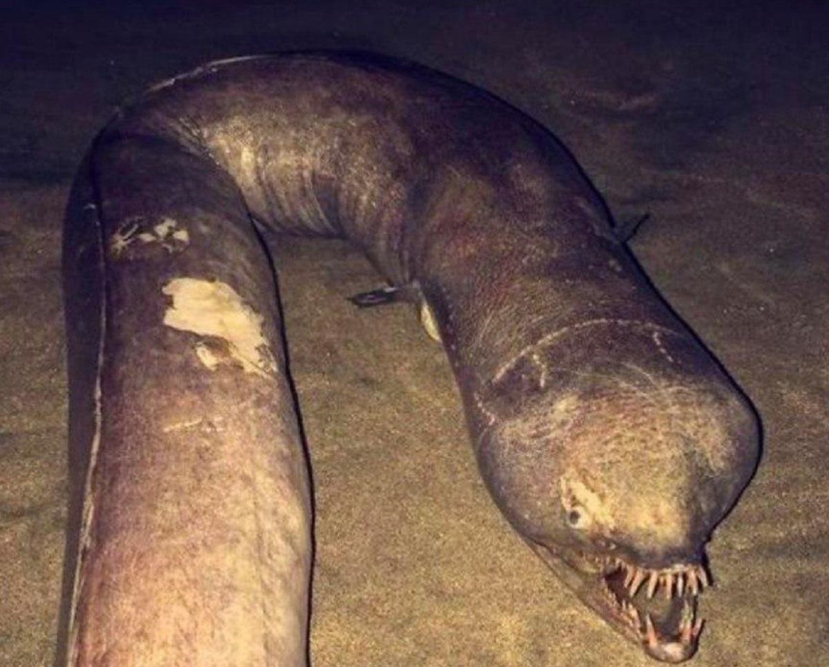 На Черном море люди испугались морского чудища - фото мутанта облетело весь Интернет, такого еще не видели 