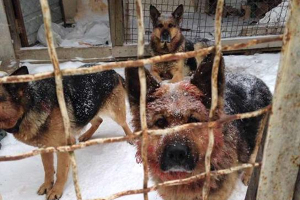 Кровавая смерть АТОшника, которого загрызли четыре овчарки под Киевом: СМИ узнали о жестоком наказании, которое ждет "безмозглых" хозяев собак