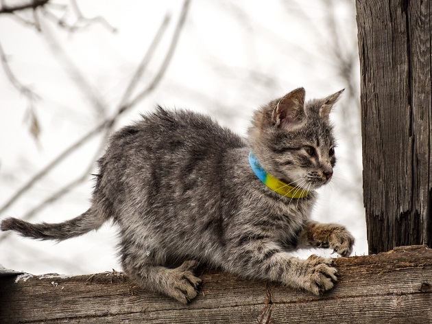 Появились трогательные снимки спасенных бойцами АТО животных с Донбасса - кадры 