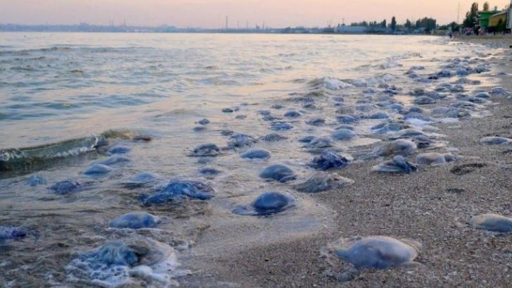 Кадры "ада" с украинского пляжа вызвали в Сети переполох: столько мертвых существ здесь никогда не видели
