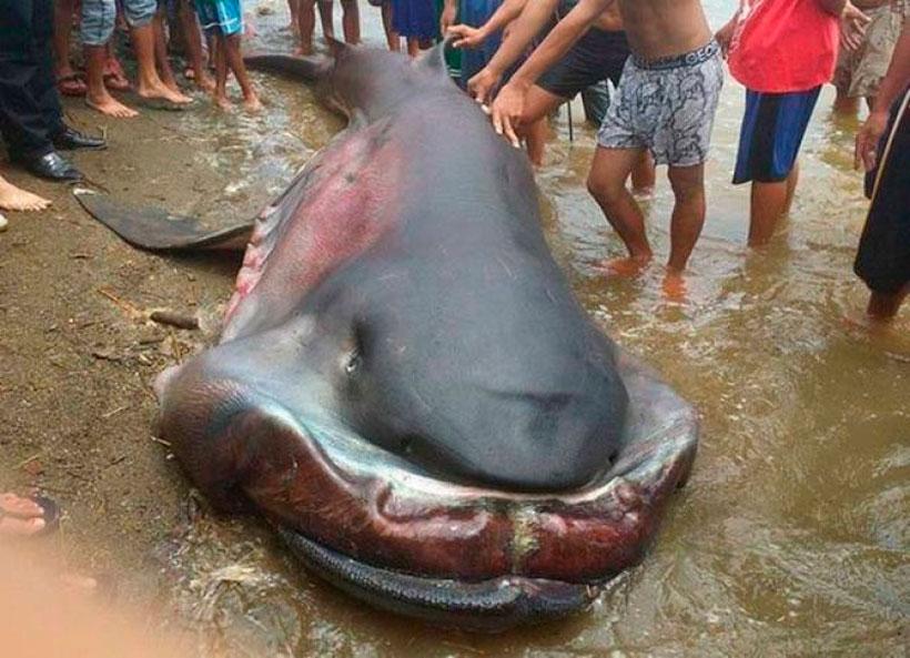 У берегов Приморья поймали неизвестного 6-метрового монстра: чудовище едва не перевернуло рыбацкий сейнер