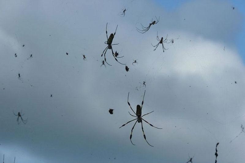 Дождь из тысяч пауков: в Бразилии случилось неожиданное явление, что напугало местных жителей, – кадры