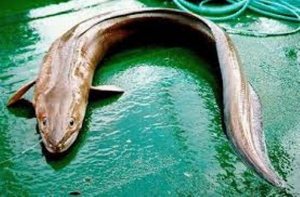 Китайские врачи извлекли из заднего прохода пациента 50-сантиметрового угря, который едва не стал причиной смерти