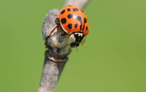 Ученые: птицы не едят божьих коровок из-за их раскраски