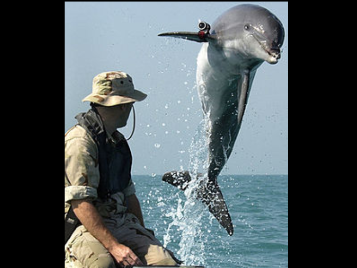 В Думе рассказали, что случилось с боевыми дельфинами ВМС Украины в Крыму: трагедия подтвердилась