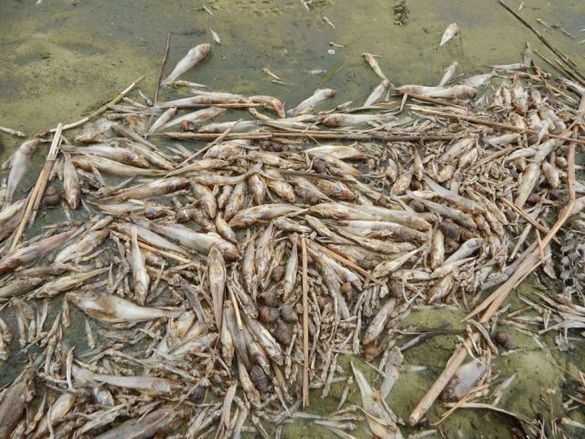Массовый мор рыбы под Черкассами: берег Днепра усыпан задохнувшимися от жары бычками и раками - кадры