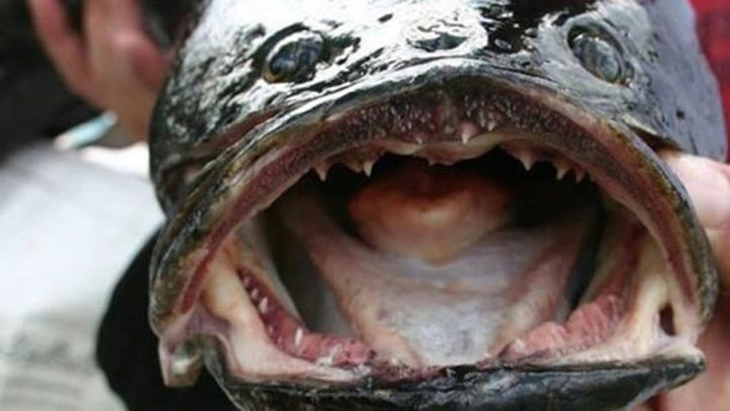 США атакуют рыбы-змееголовы: от этих монстров нет спасения