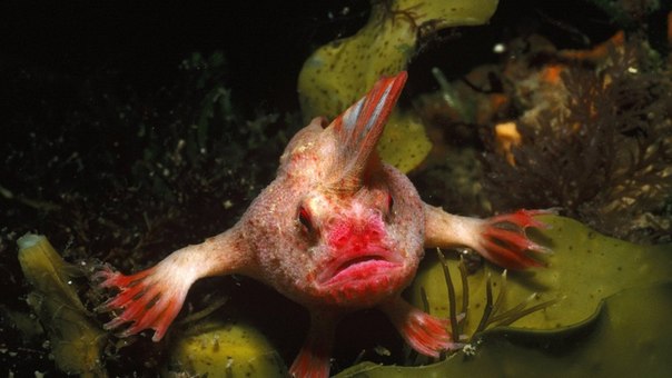 Дайвер-любитель обнаружил популяцию уникальных красных рыб-лопат: ученые не скрывают восторга от редкой находки - кадры