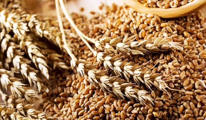 Мировых запасов зерна остается на 10 недель: риск голода нарастает