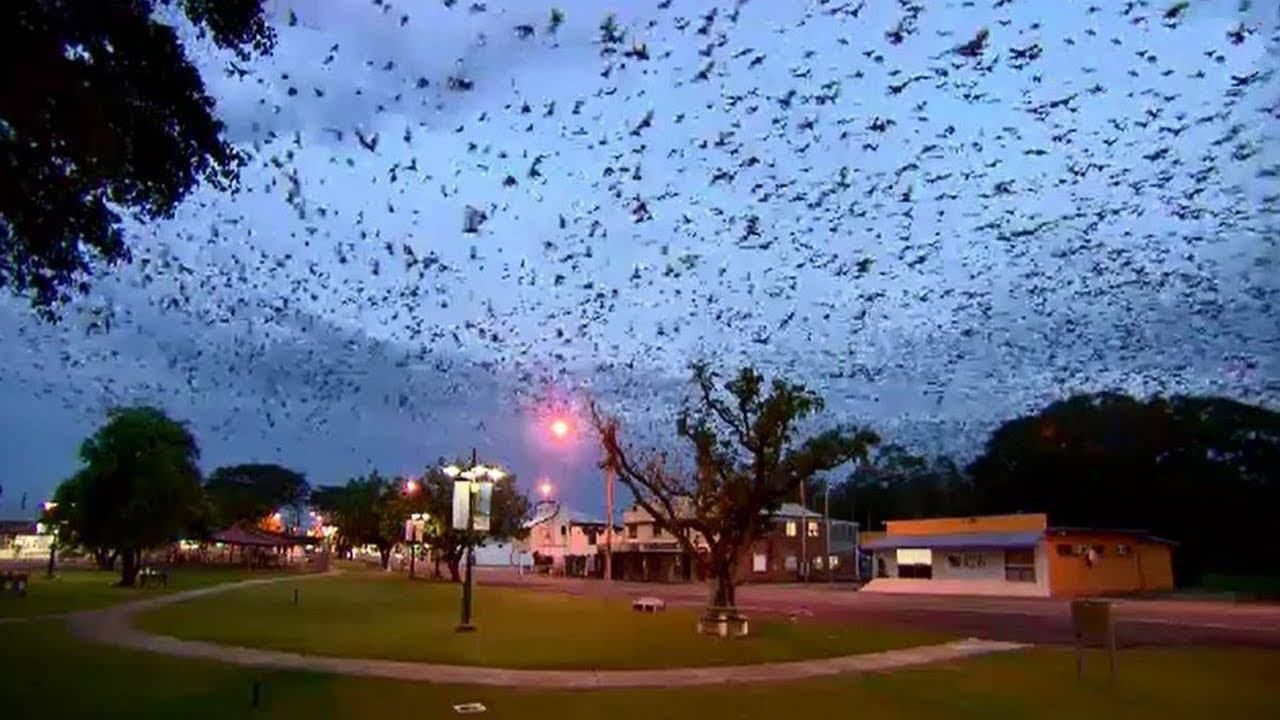 В Австралии масштабное нашествие летучих мышей – жители напуганы количеством животных в небе