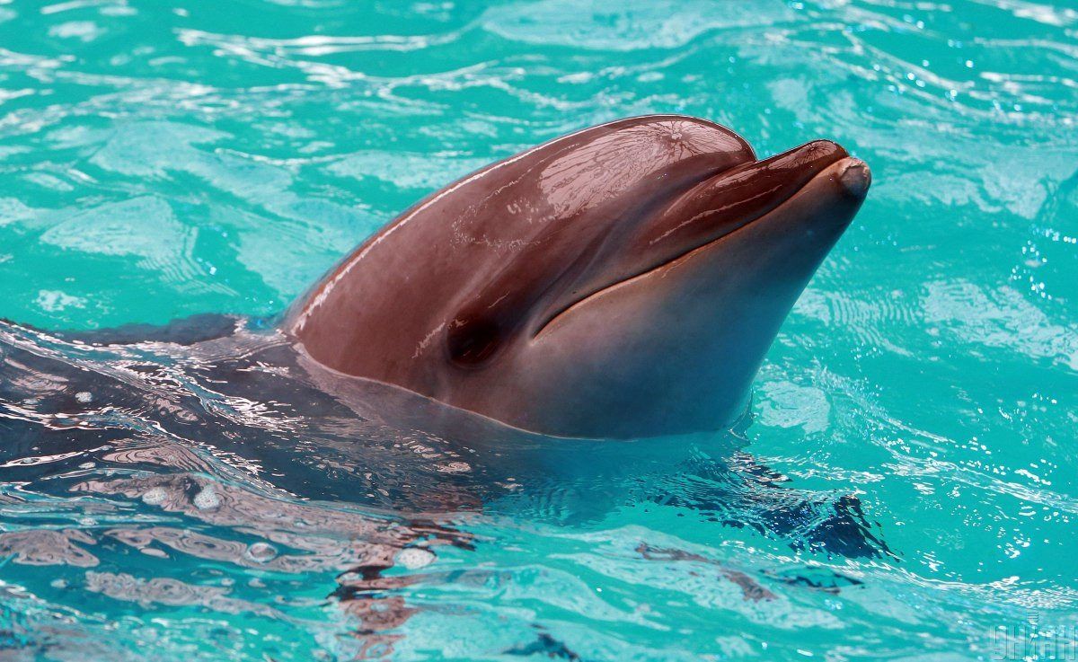​В Одессе дельфин выпрыгнул из воды и "атаковал" руку мальчика: эксперты назвали причину ЧП