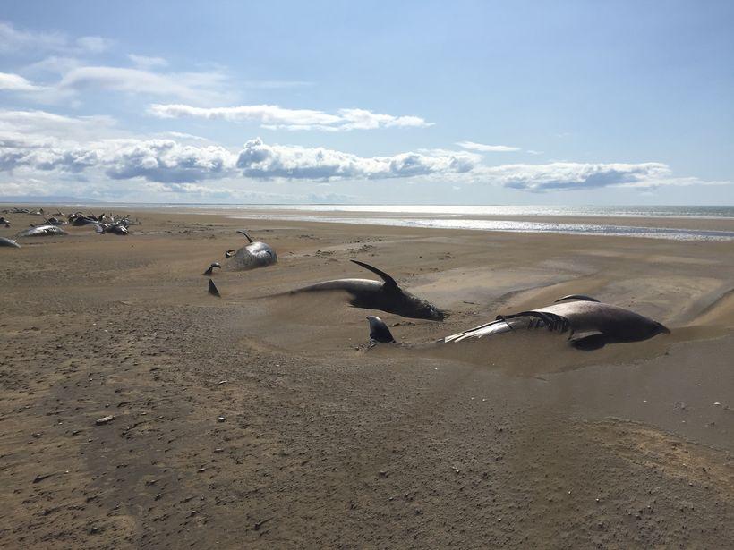 Акула-мутант с Нибиру заставила выброситься на берег 100 китов - исландцы поражены жутким зрелищем 