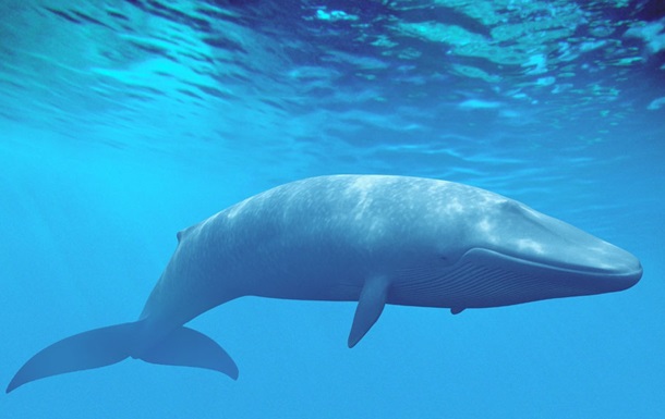 На австралийском пляже нашли тушу редкого кита