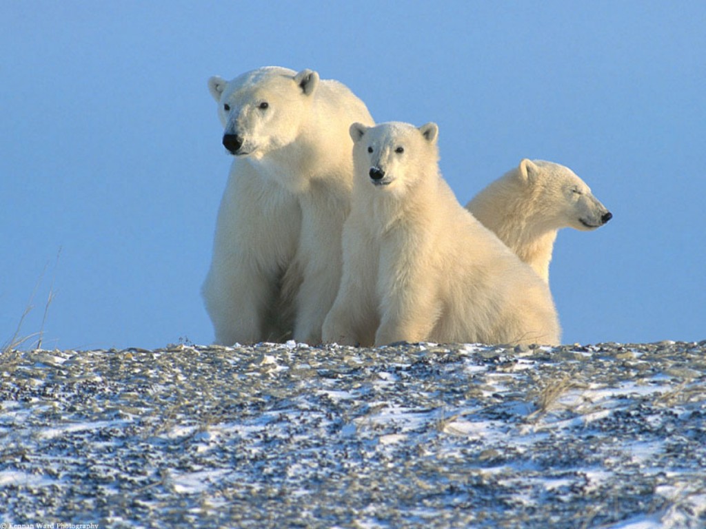 Из-за глобального потепления в Северной Америке вымирают белые медведи - СМИ