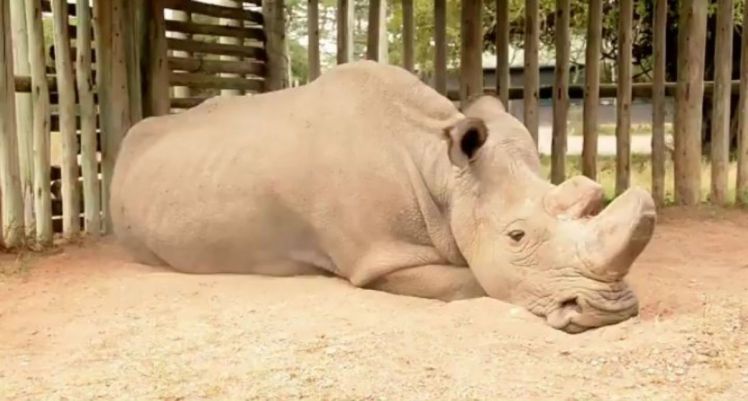Один на белом свете: найден последний во всем мире самец белого носорога, время этих животных уходит безвозвратно 