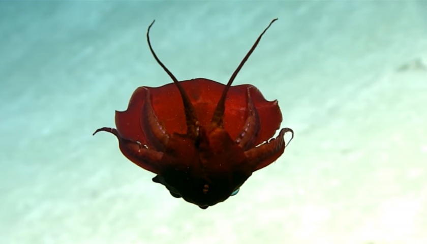 Океанологов озадачил кровавый моллюск, найденный в Мексиканском заливе, – кадры