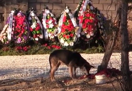 Могилу Януковича охраняет собака. Видео