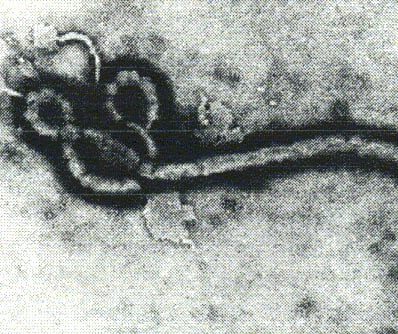 ВОЗ проведет встречу своих эксперотов в Женеве - будут обсуждать проблему лихорадки Эбола