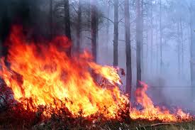 Фото шокирующих пожаров в Сибири: горят более 100 тыс гектаров леса