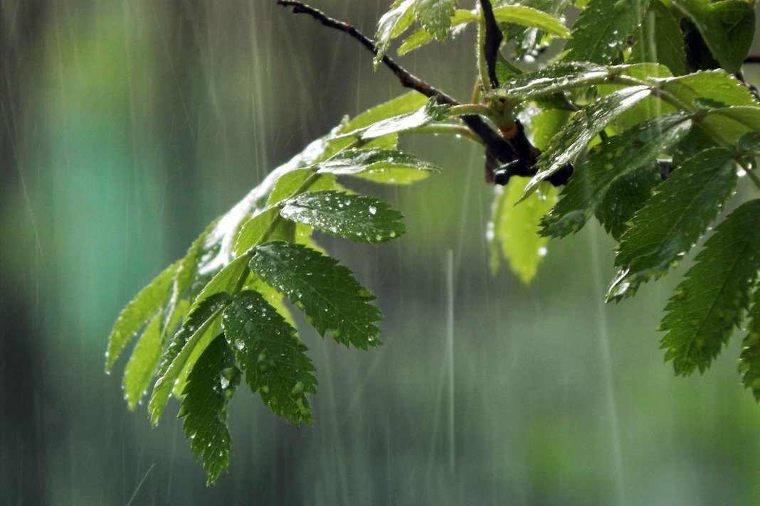 ​Ветры из Скандинавии и дожди с Балкан: синоптик о погоде в ближайшие дни