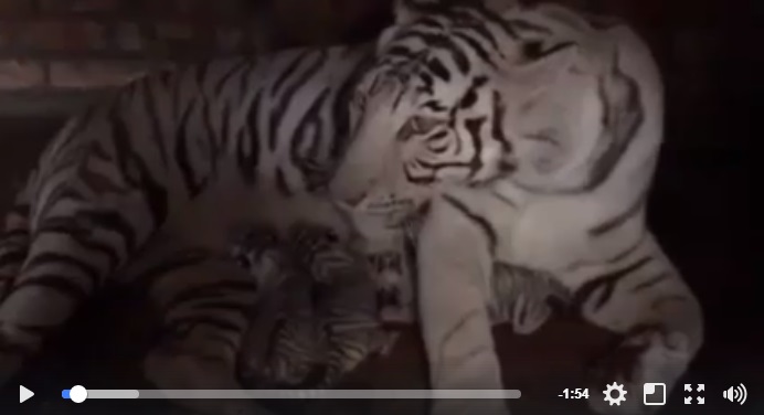 В Украине самка бенгальского белого тигра Азира родила 4 розоволапых тигрят: случай уже назвали уникальным – опубликованы сенсационные кадры