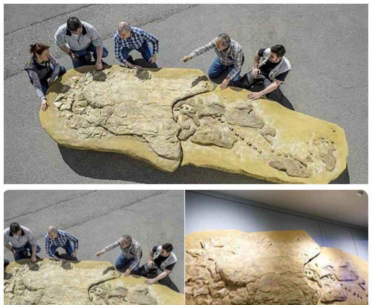 У берегов Перу нашли останки доисторического хищника мегалодона, жившего на Земле 2,5 миллиона лет назад