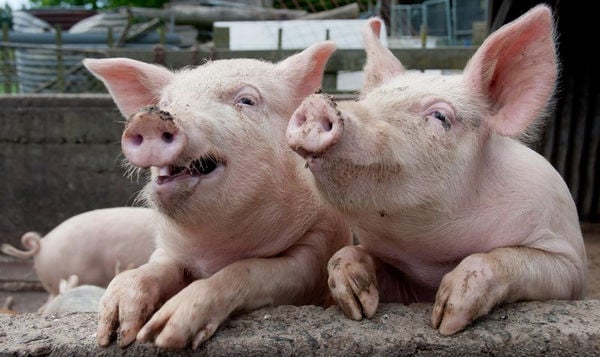 ​Придумали "страшную" месть: Россия запретила поставки свинины из Румынии, не пустившей на свою территорию скандалиста Рогозина