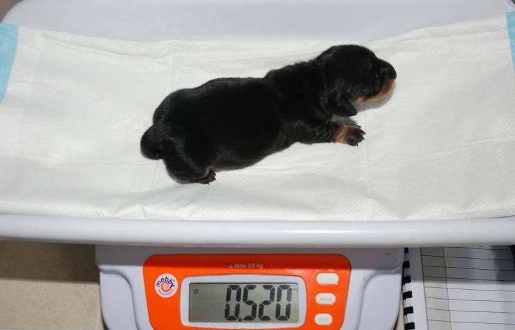 Такса Мини-Винни стала первой клонированной собакой Великобритании